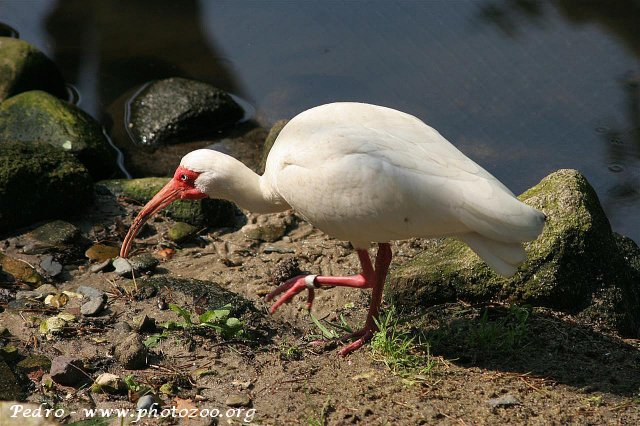 White ibis (Eudocimus albus)