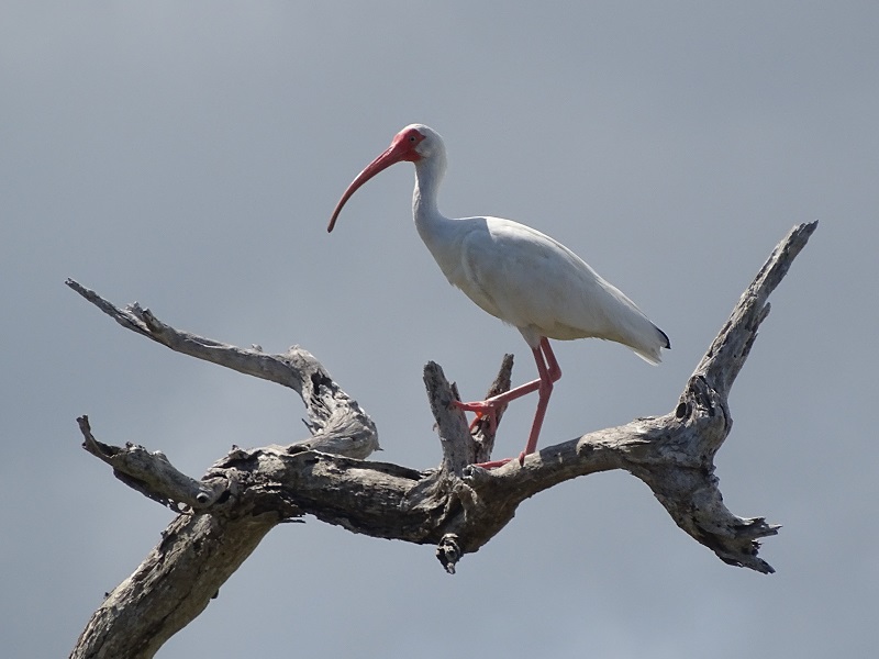 White ibis (Eudocimus albus)