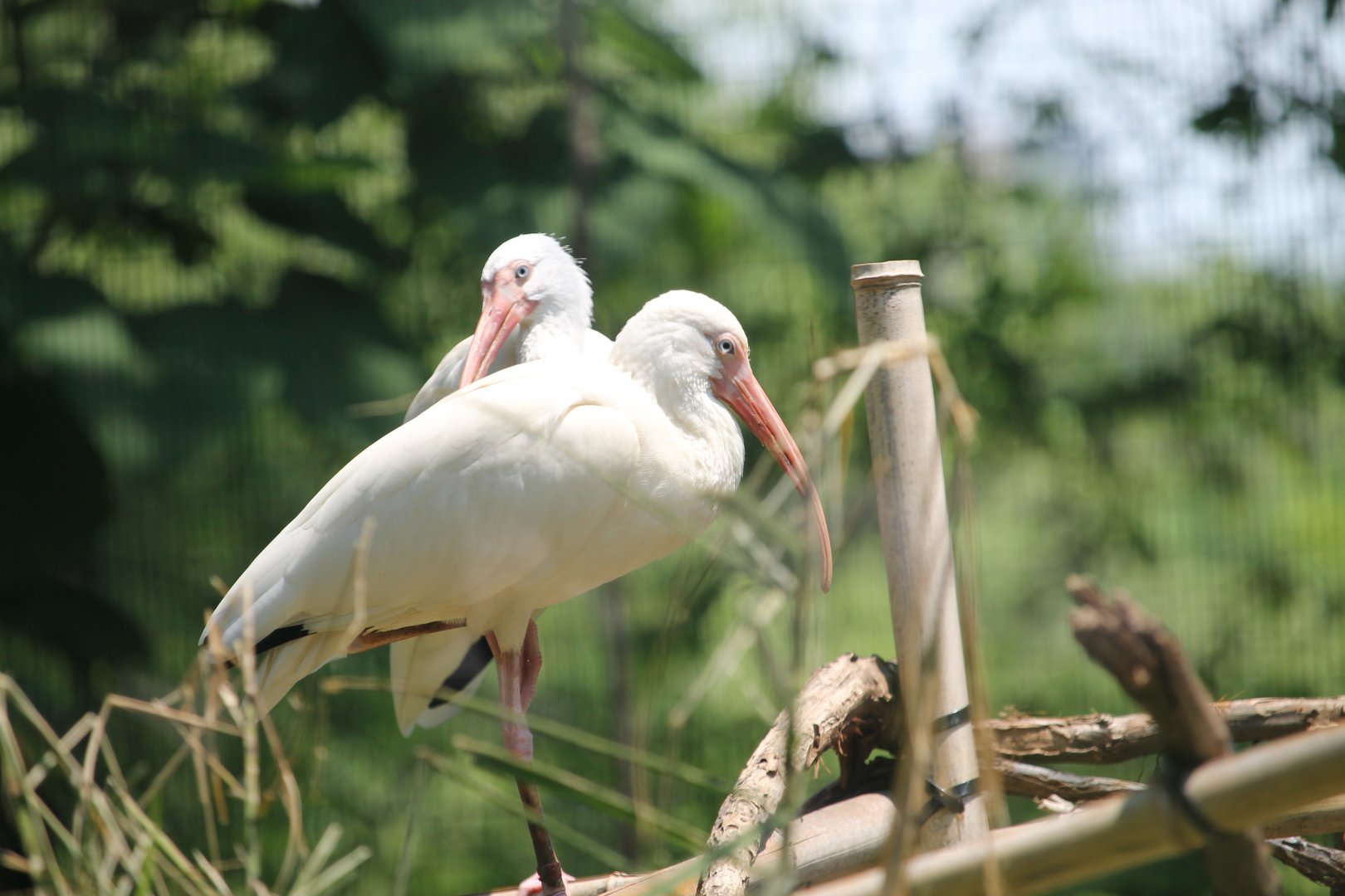 White ibis (Eudocimus albus)