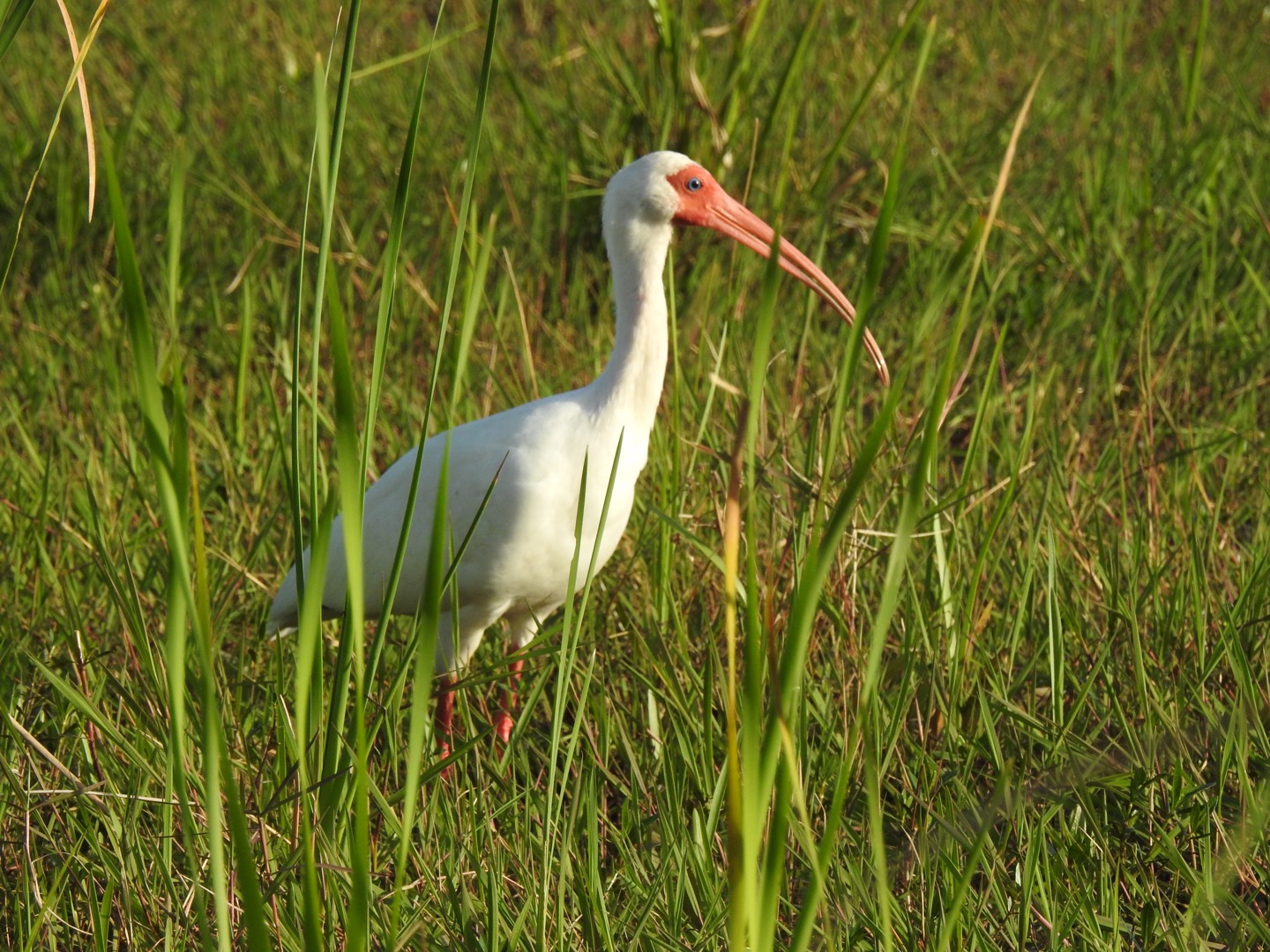 White Ibis (Eudocimus albus)