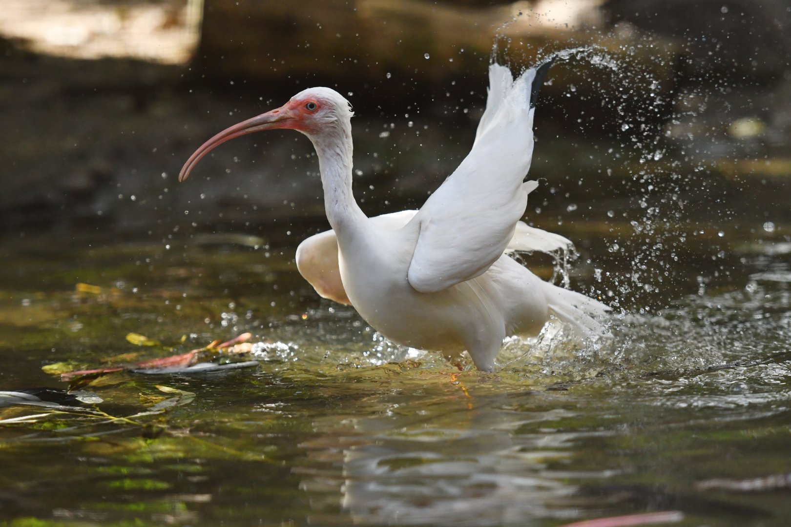 White ibis Eudocimus albus