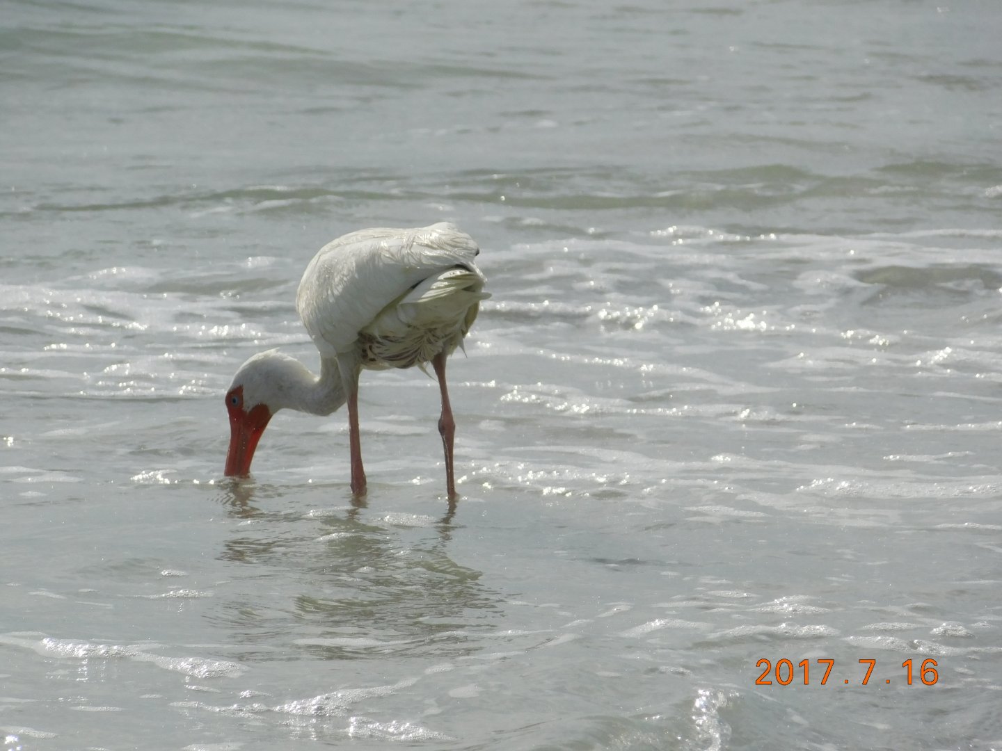 White Ibis-Madeira Beach