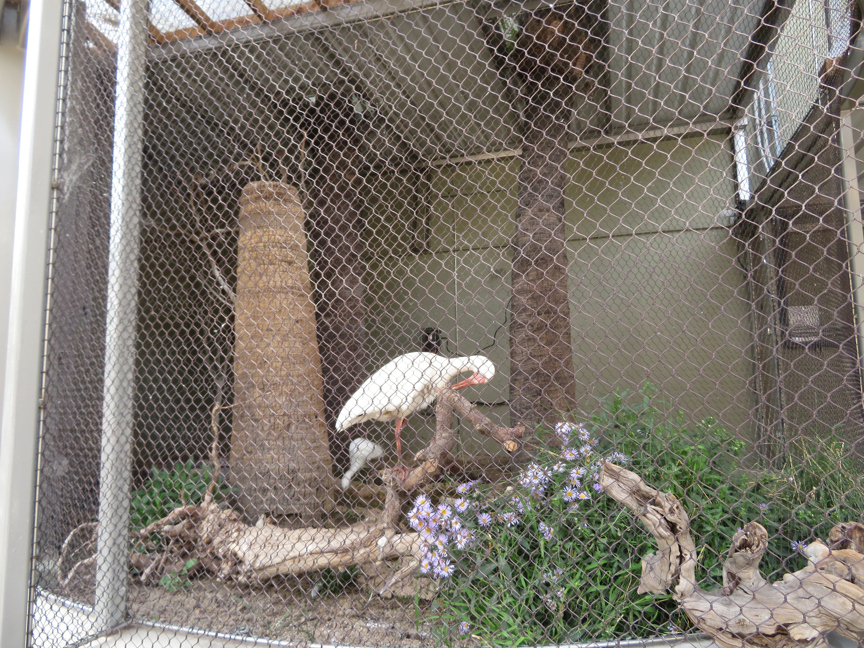 White Ibis/Snowy Egret Enclosure