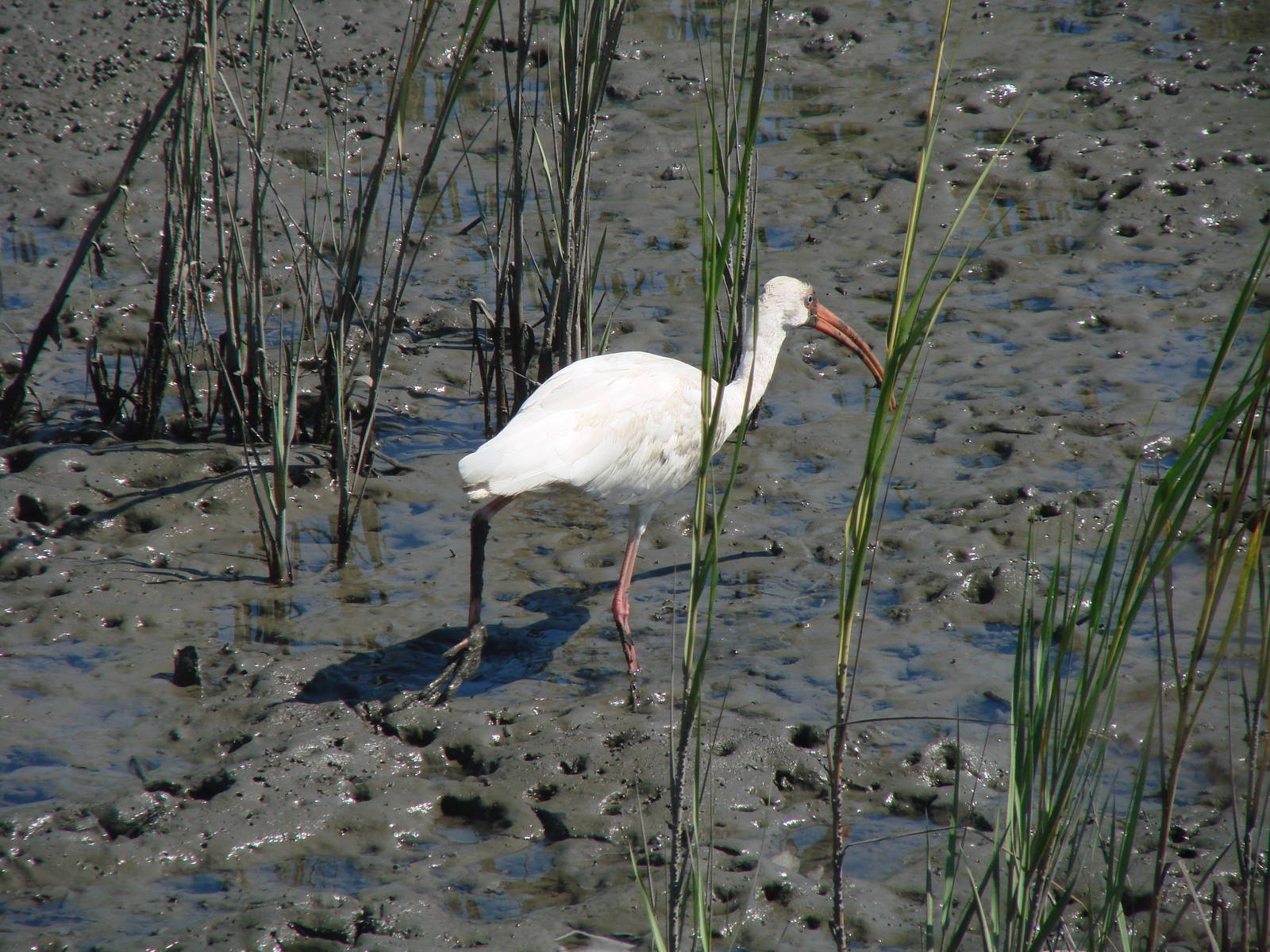 White Ibis