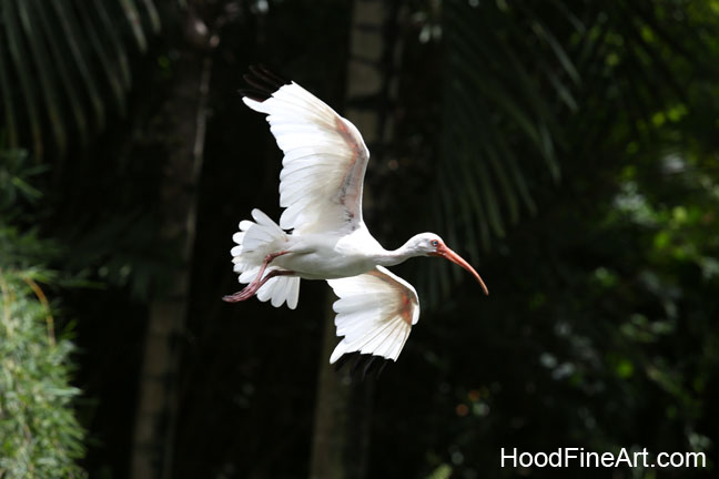 white ibis