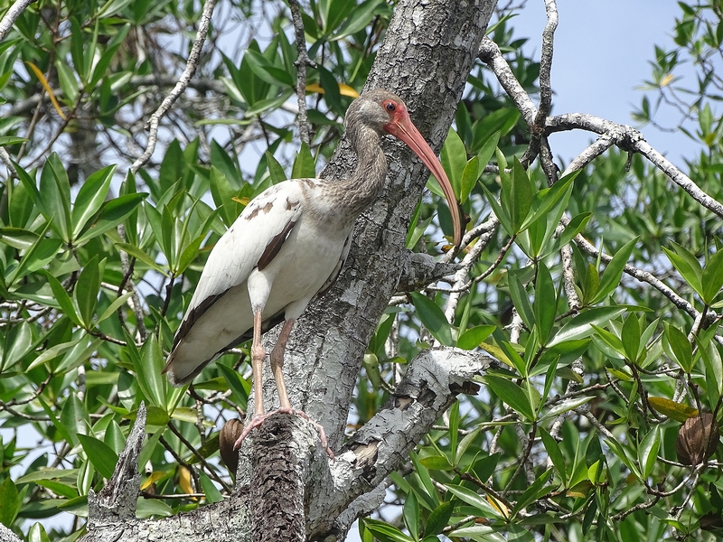 White ibis