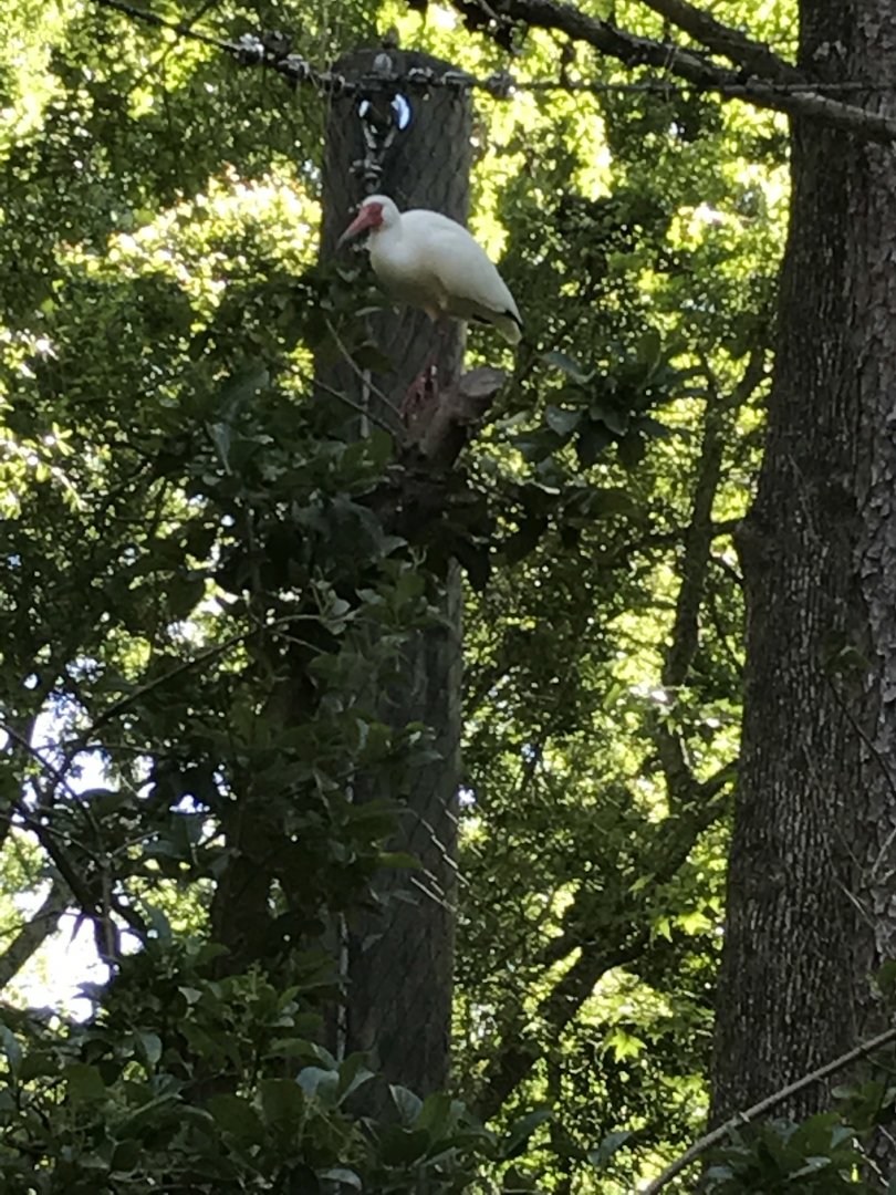 White ibis