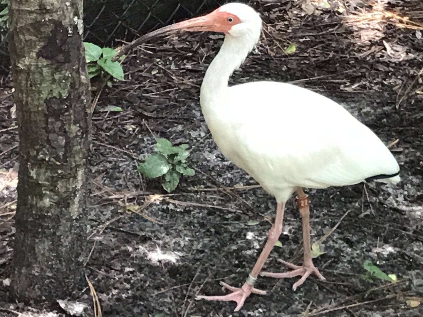 White ibis