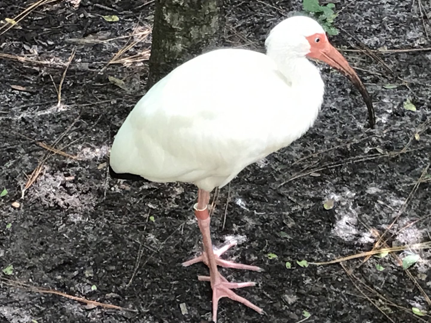 White ibis