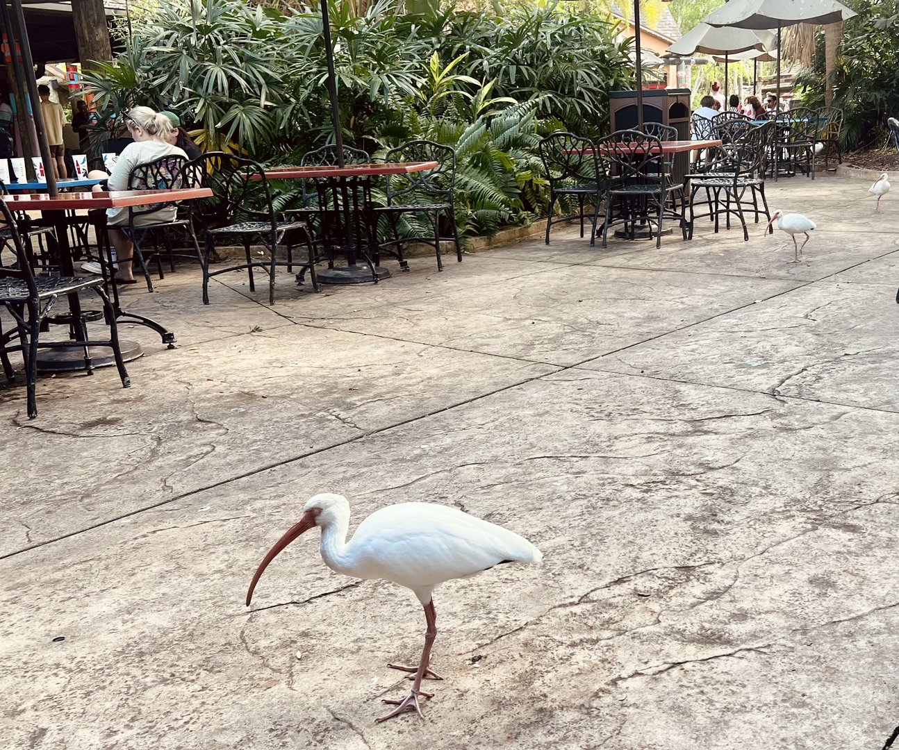 White Ibis