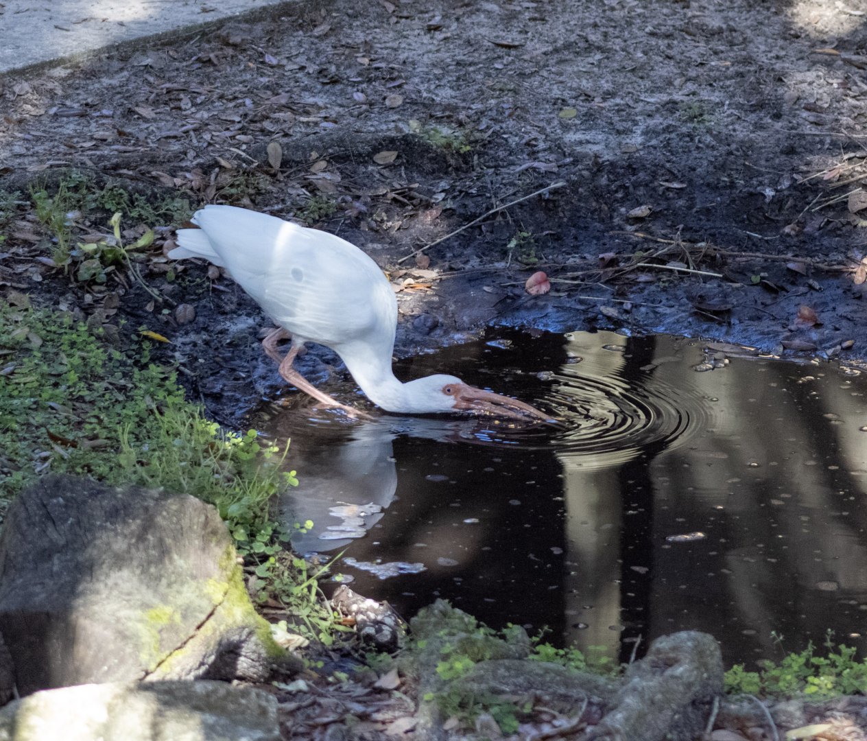 White Ibis