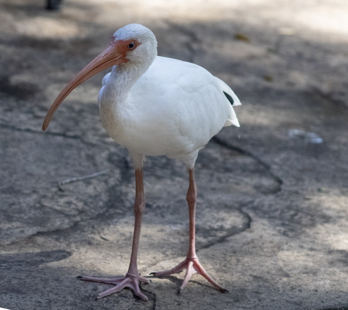 White Ibis