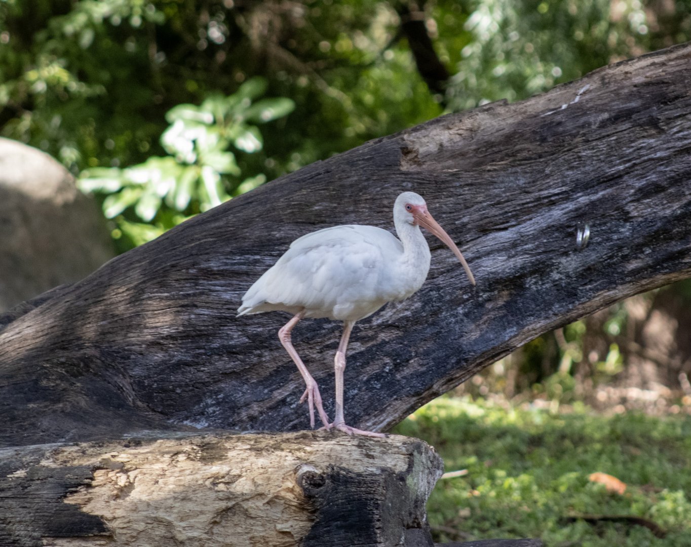 White Ibis