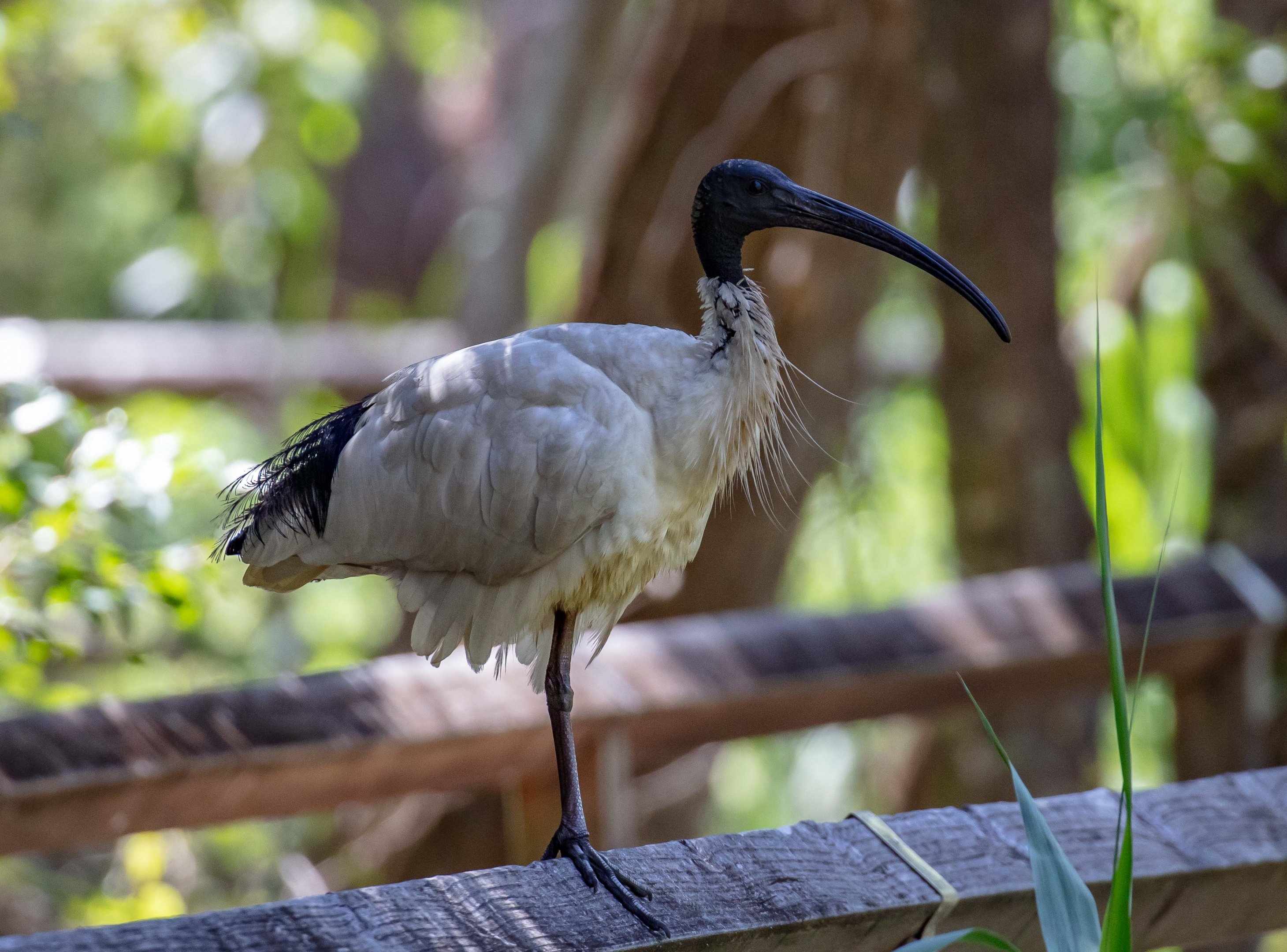White Ibis