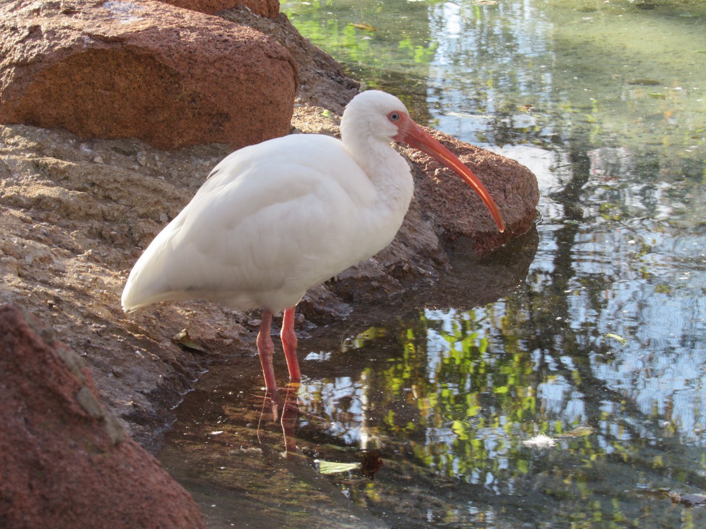 White Ibis
