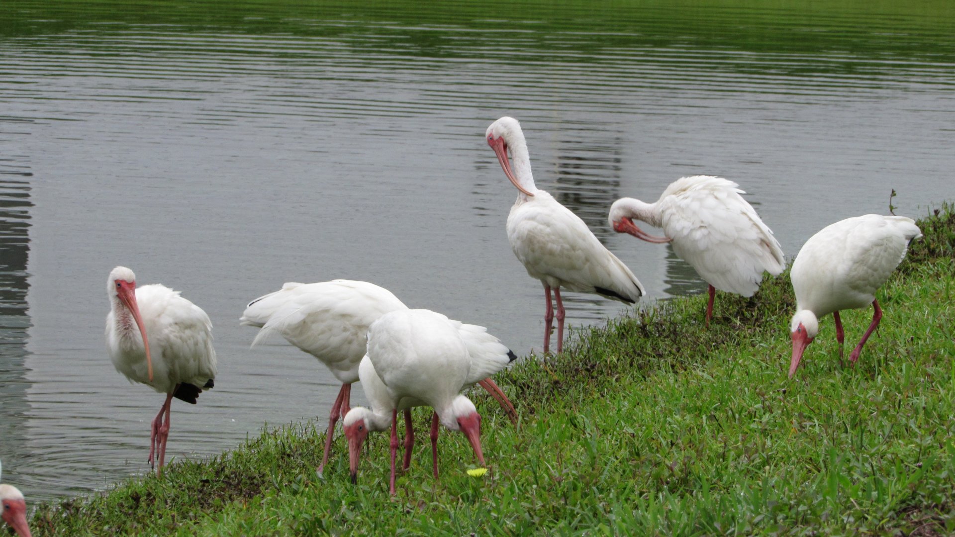 White Ibises