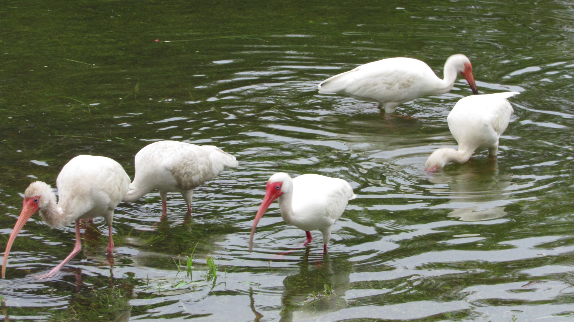 White Ibises