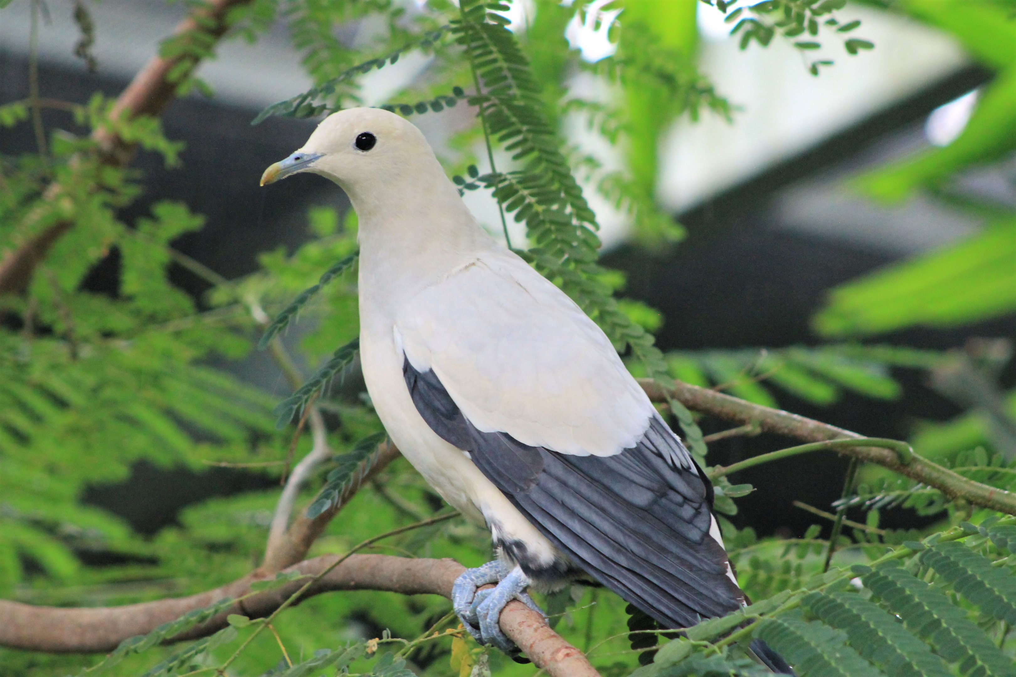 White Imperial Pigeon (Ducula luctuosa)