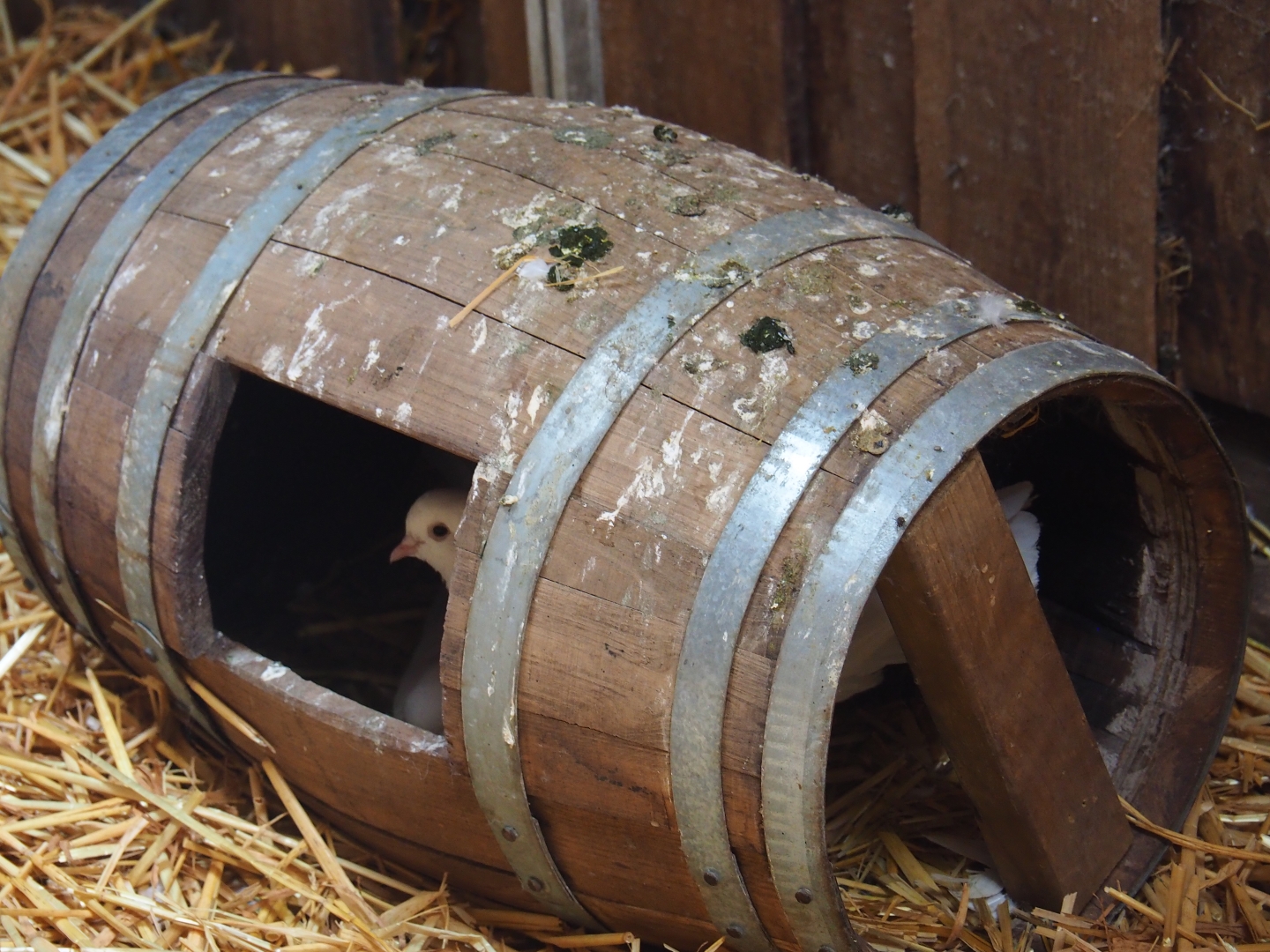 White Indian fantail pigeon (Columba livia f. domestica) in a pooped-on barrel