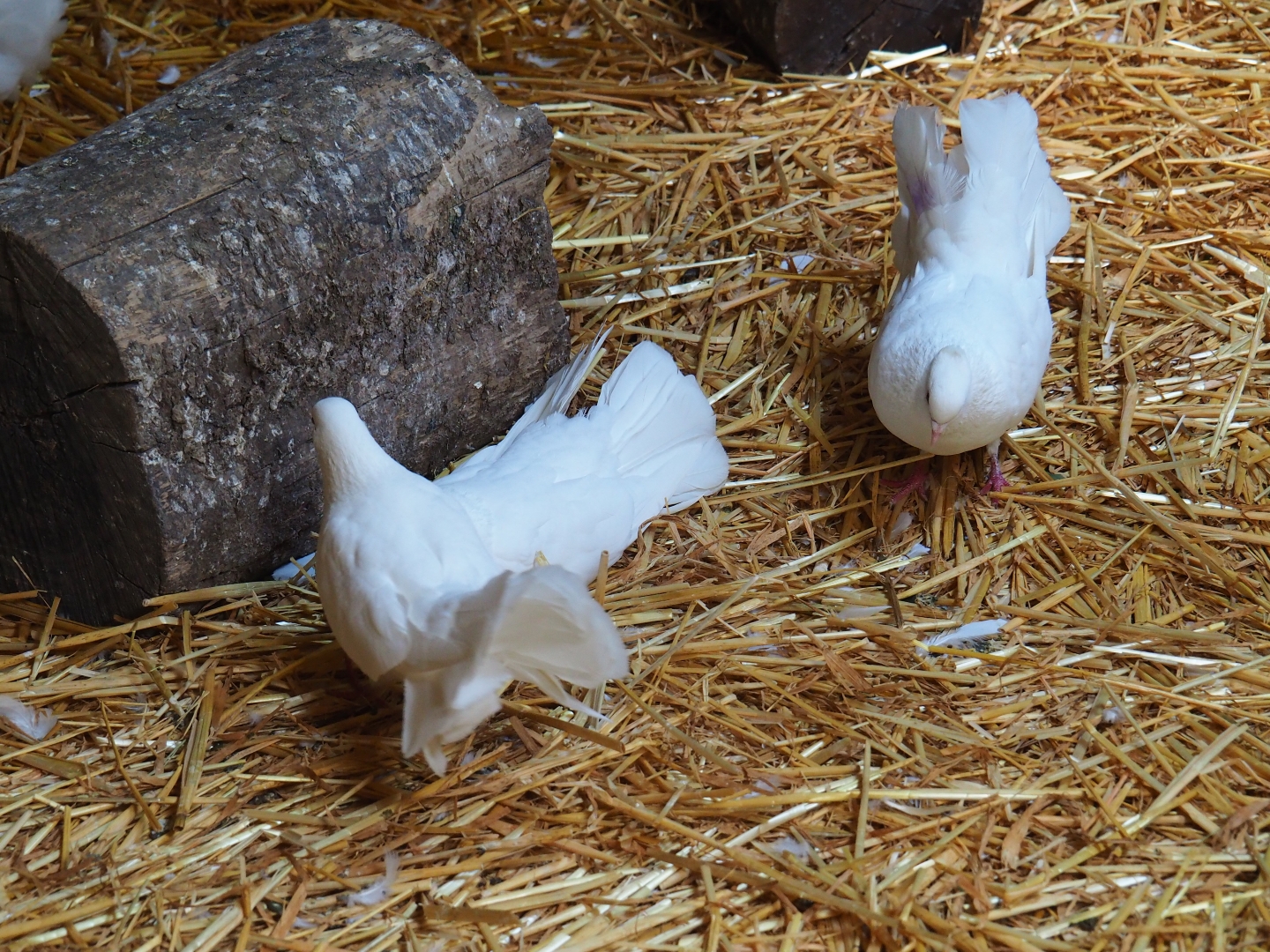 White Indian fantail pigeons (Columba livia f. domestica)