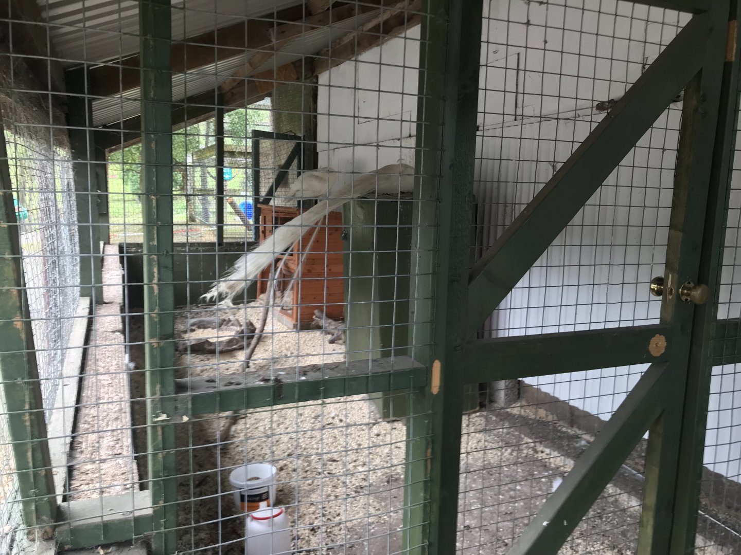 White indian peafowl enclosure