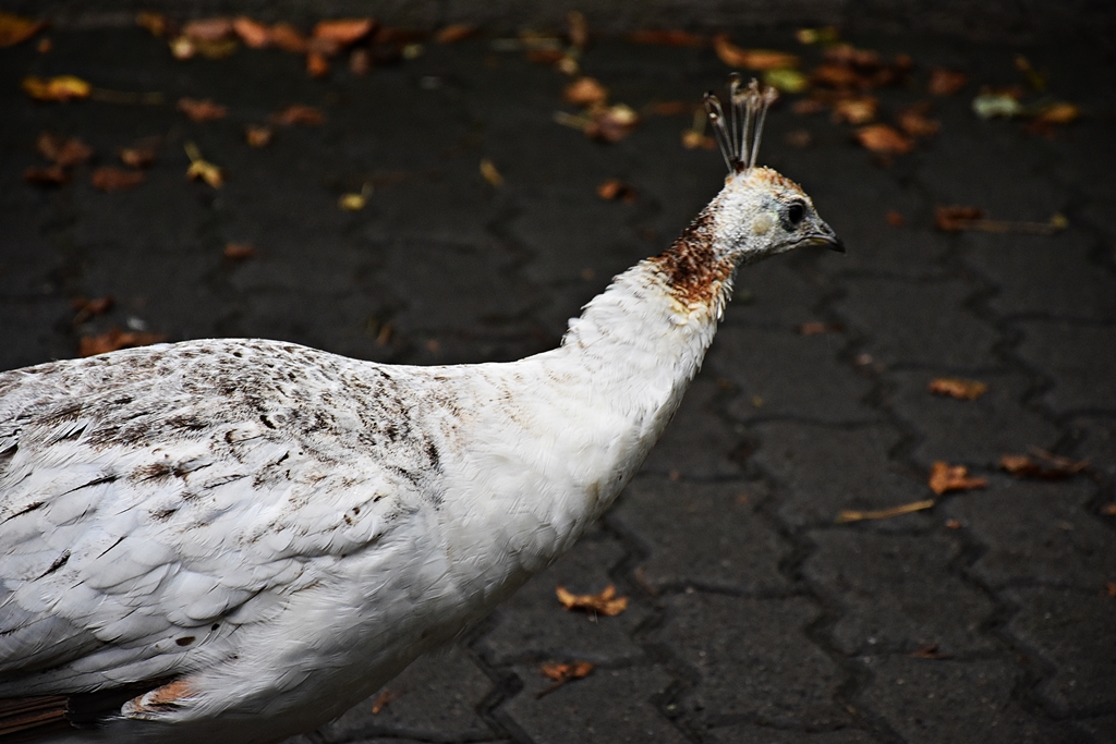 White Indian peafowl