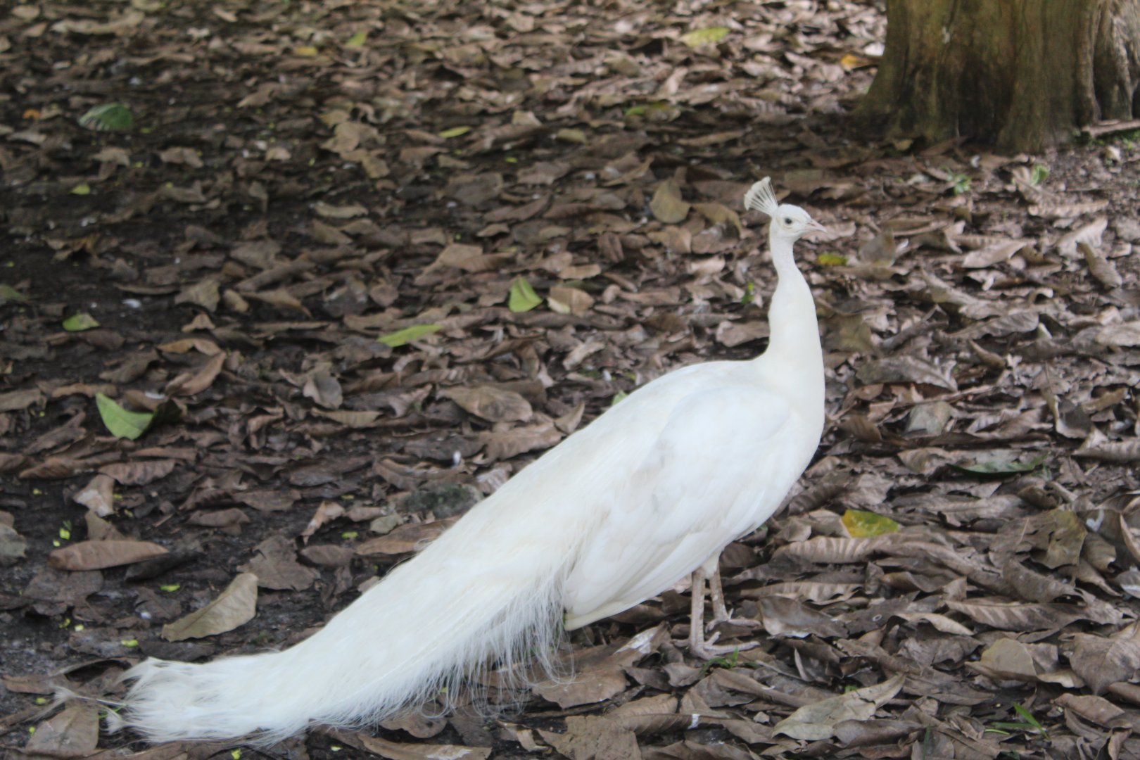 White Indian Peafowl