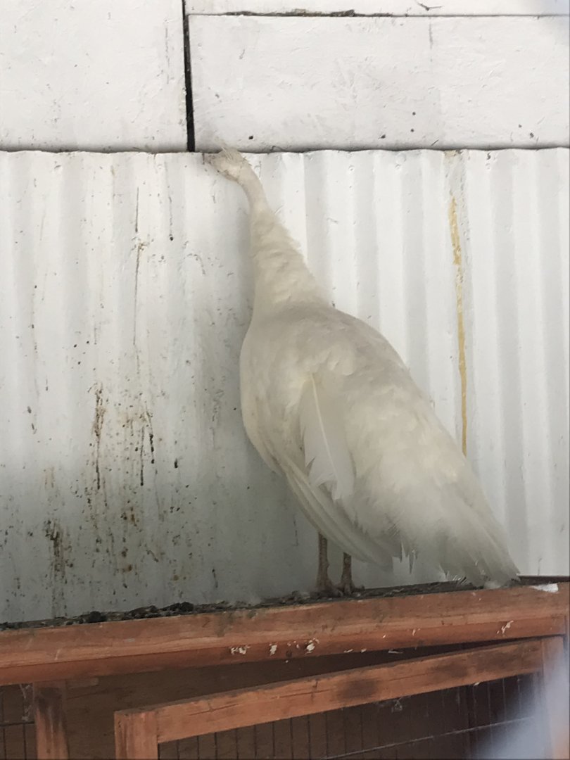 White indian peafowl