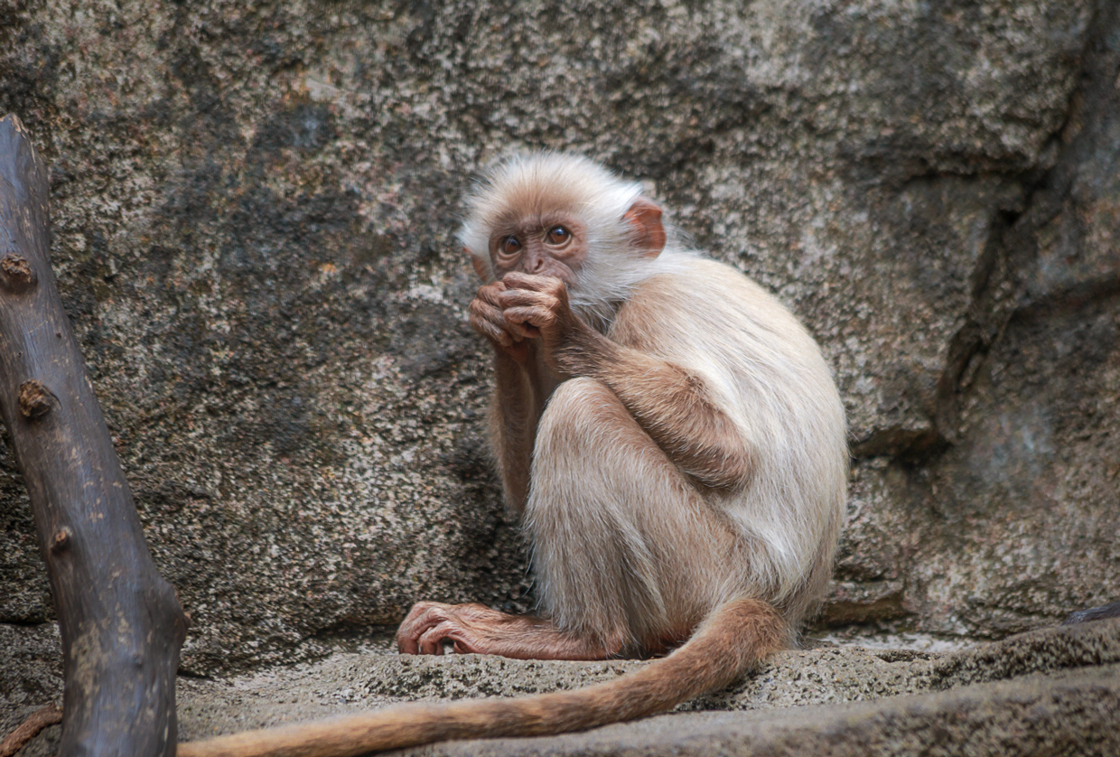 White Indo-Chinese silver langur