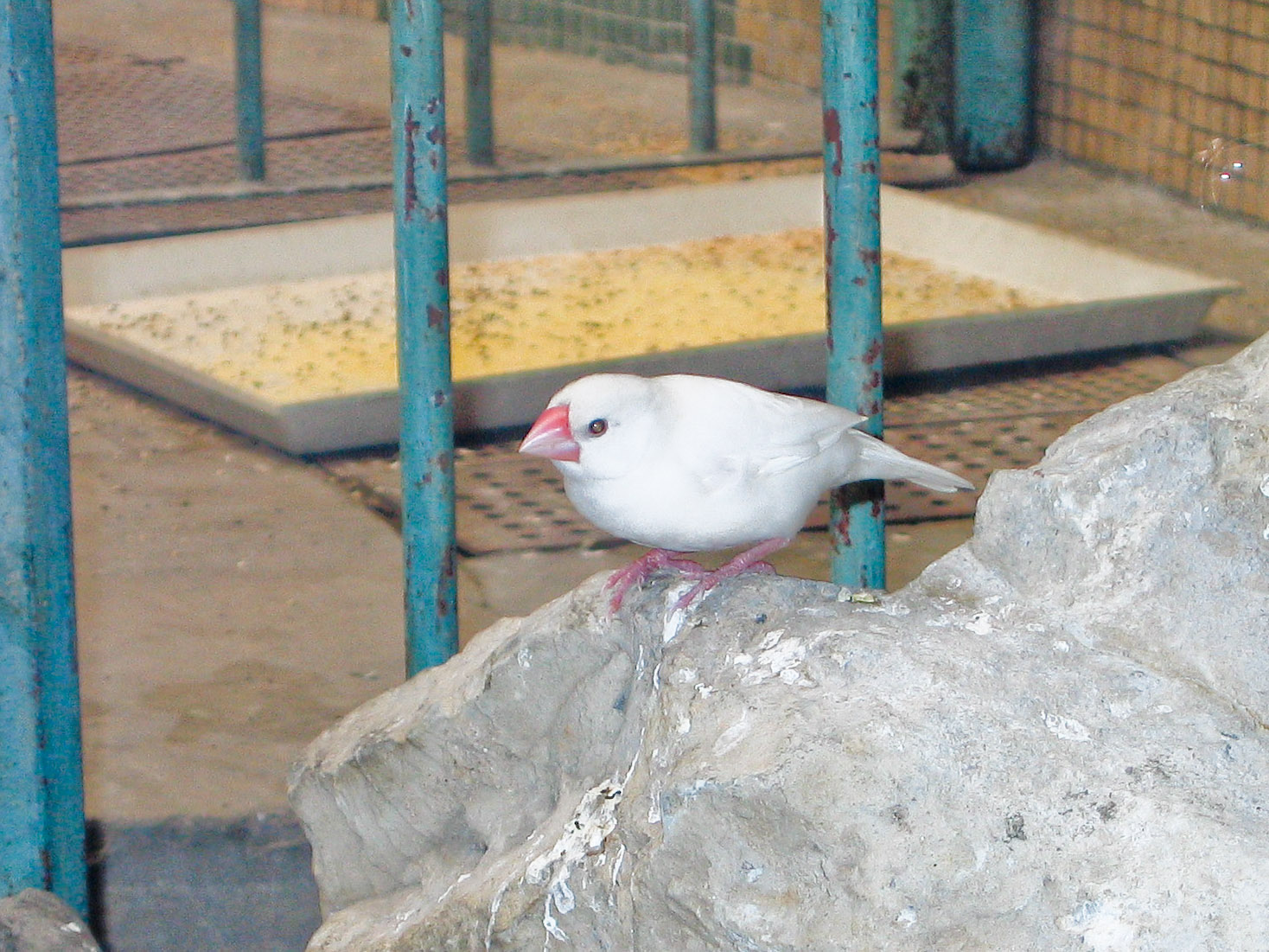 White Java Sparrow - Beijing Zoo