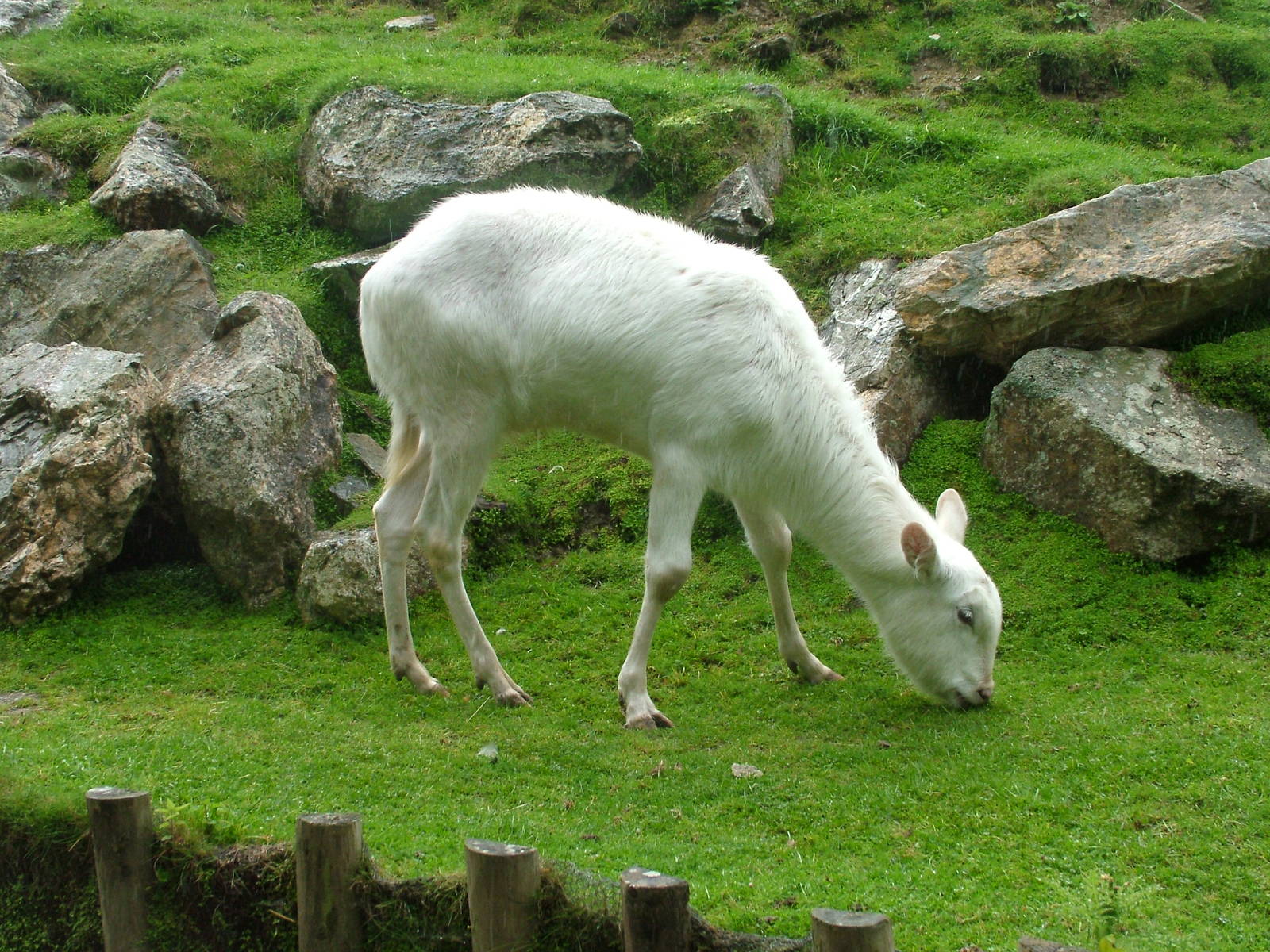 White Kafue Lechwe (Kobus leche kafuensis) at Newquay Zoo