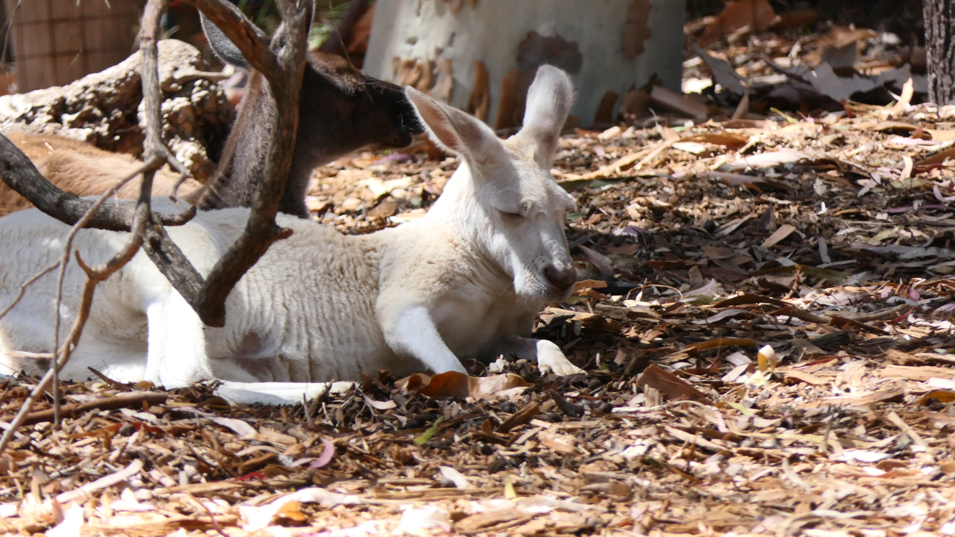 White kangaroo (Western Grey or Red?)