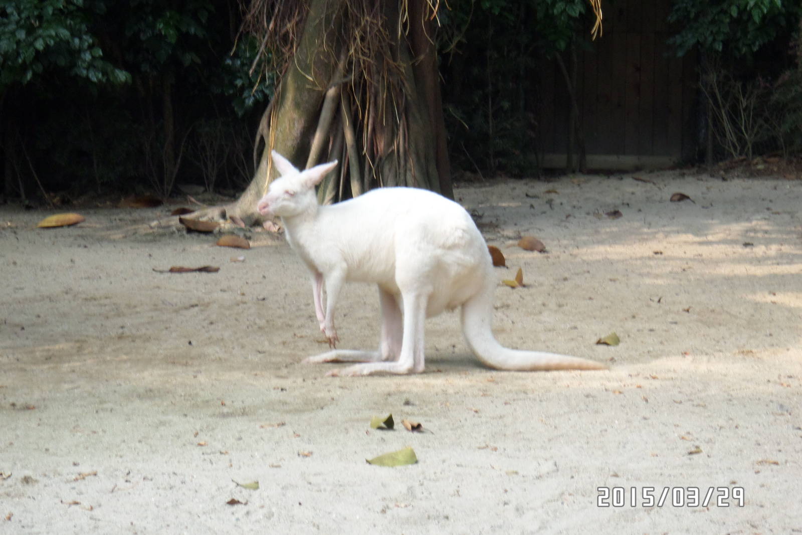 white kangaroo
