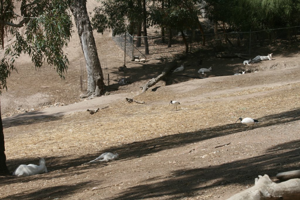 White Kangaroos and wallabies