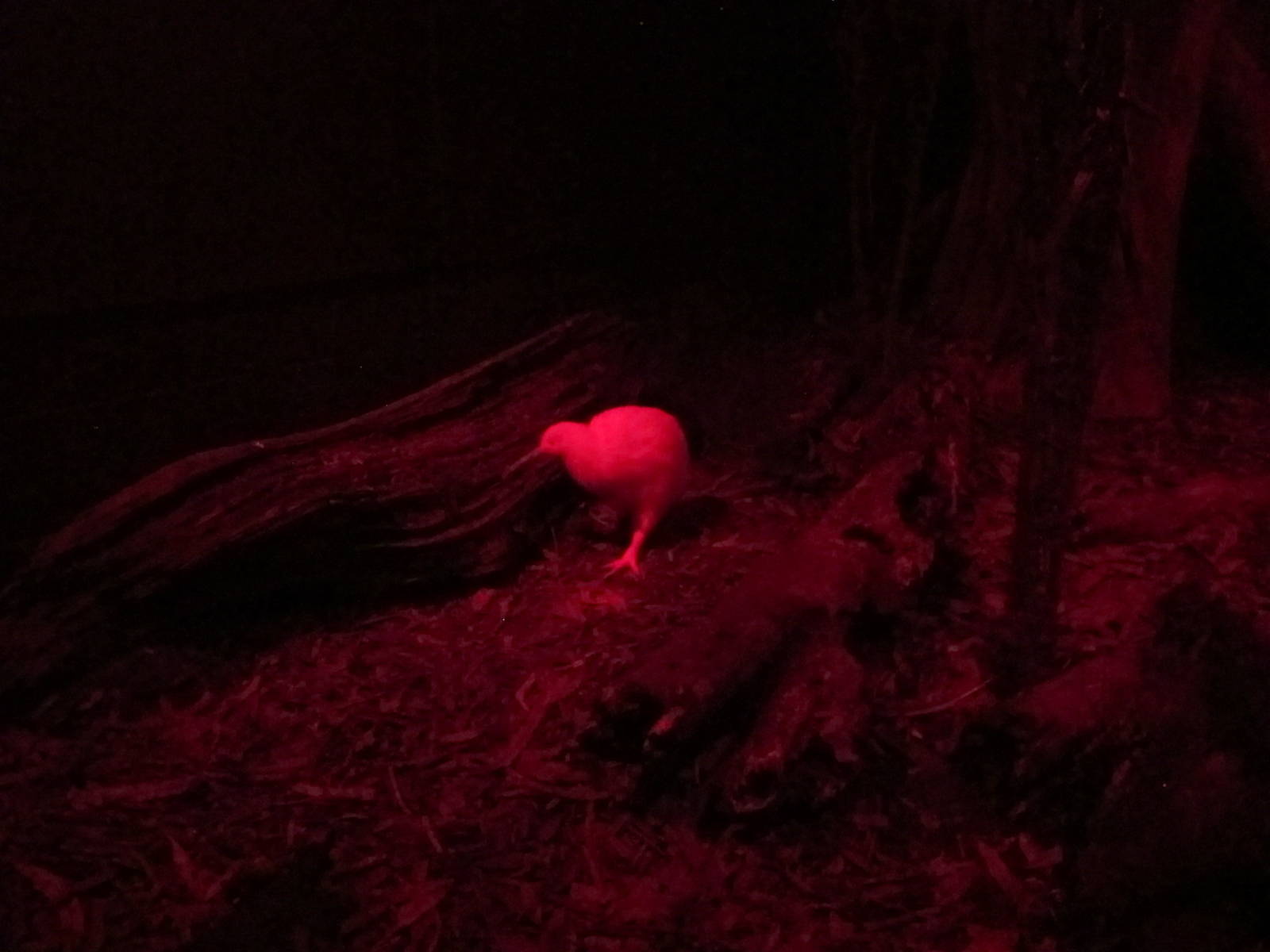 White Kiwi - Mount Bruce February 2013