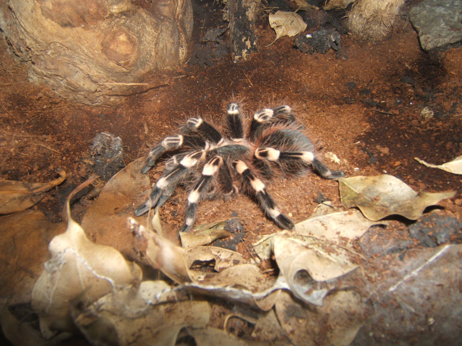 White Knee Bird-eating Spider (Acanthoscurria geniculata)