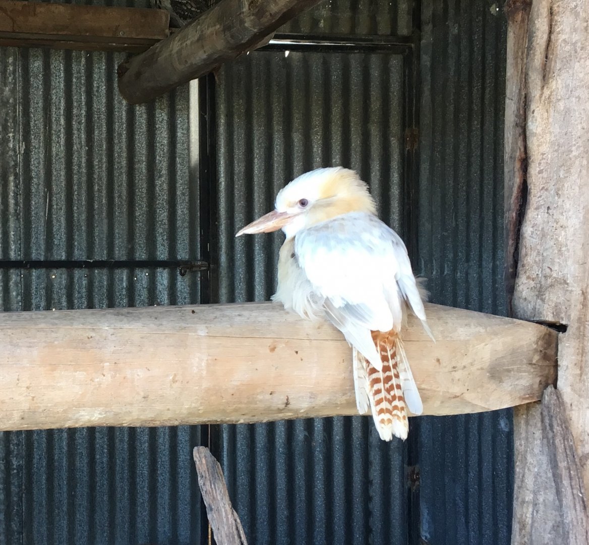 White Laughing Kookaburra