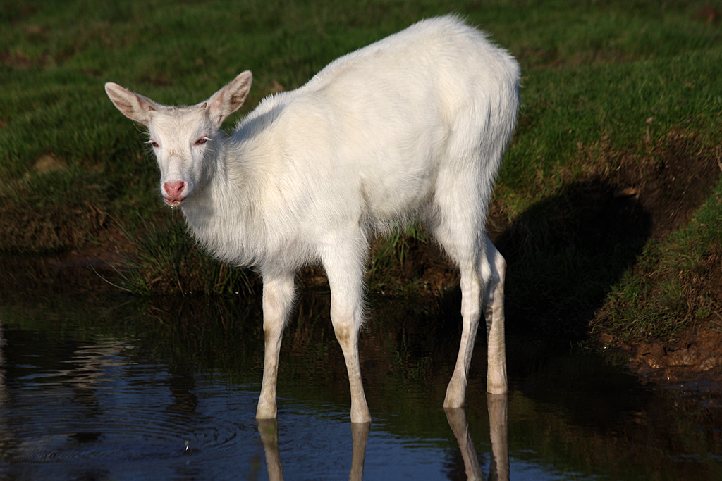 White Lechwe at Knowsley