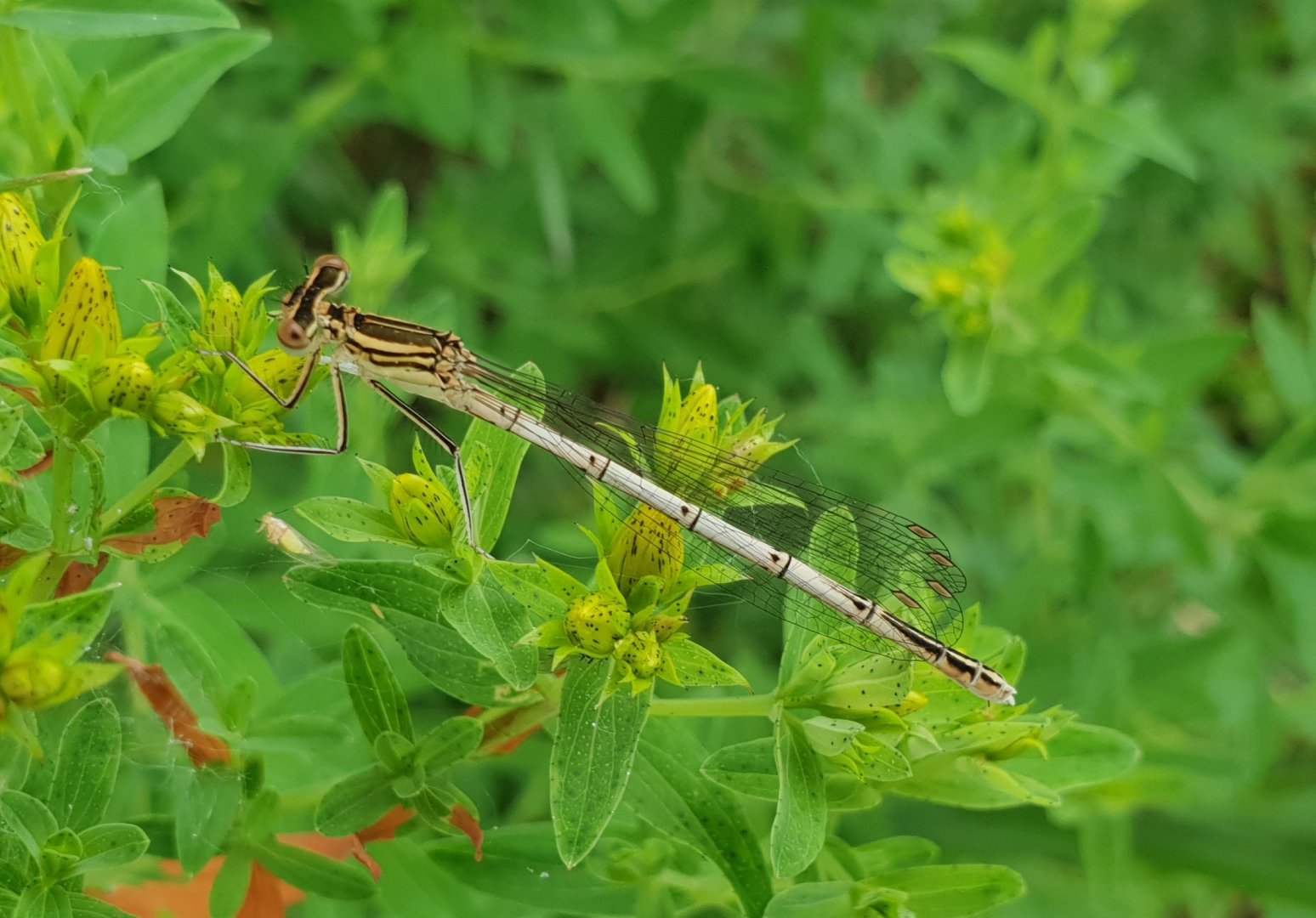 White-legged damselfly - Platycnemis pennipes - female