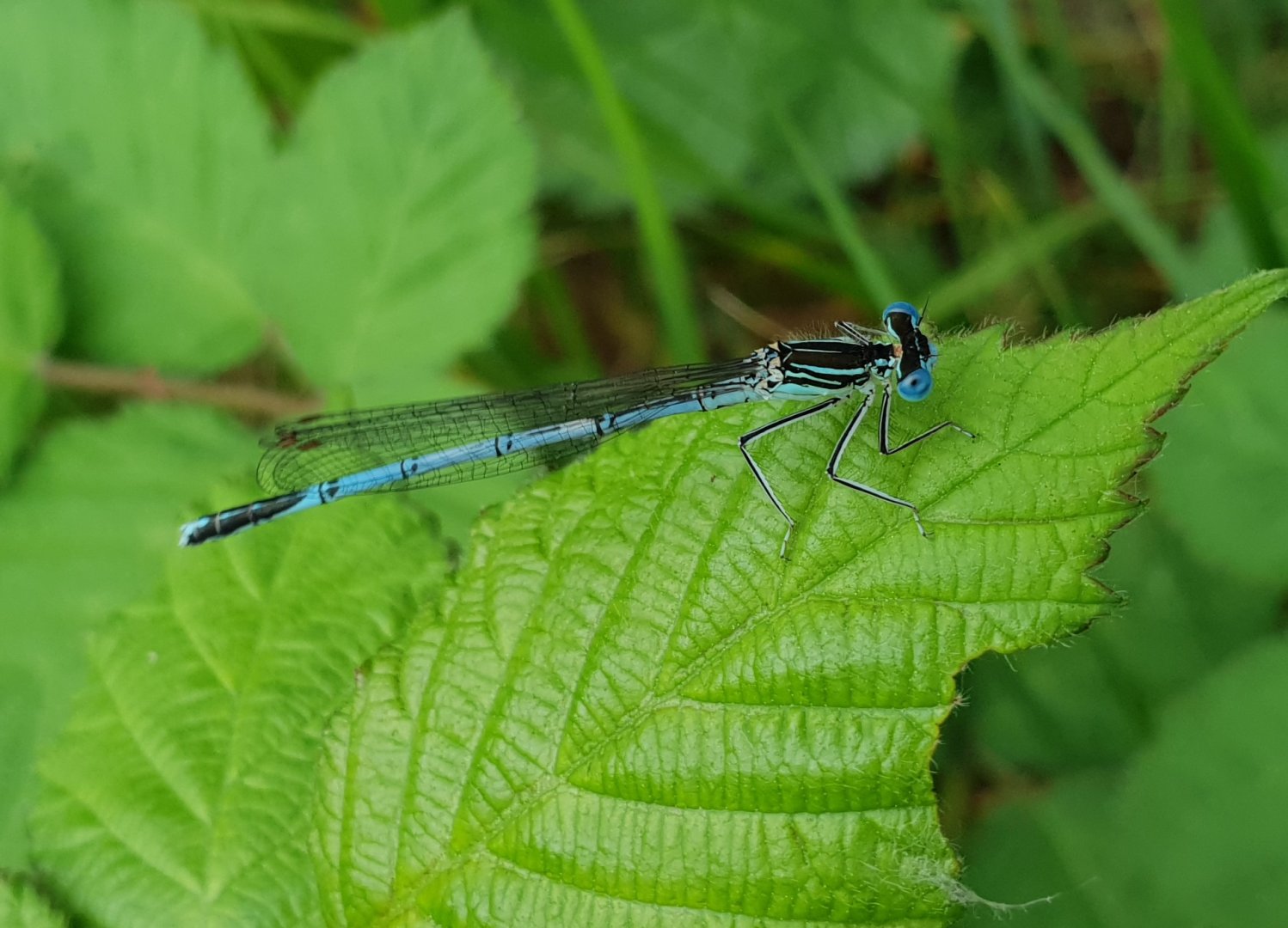White-legged damselfly - Platycnemis pennipes - male