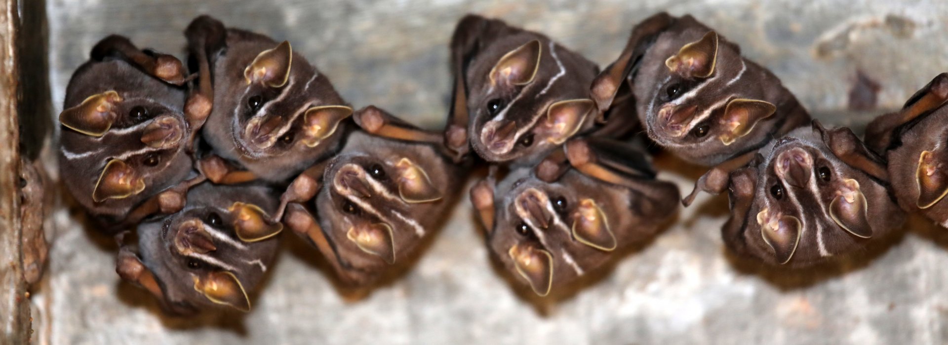 white-lined broad-nosed bat (Platyrrhinus lineatus)