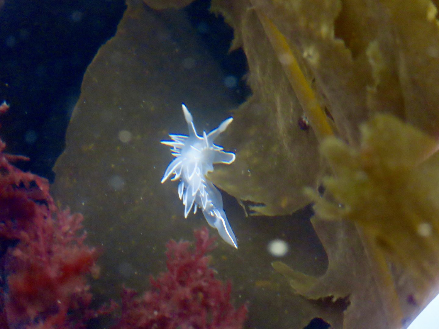White-lined Dirona (Dirona albolineata)