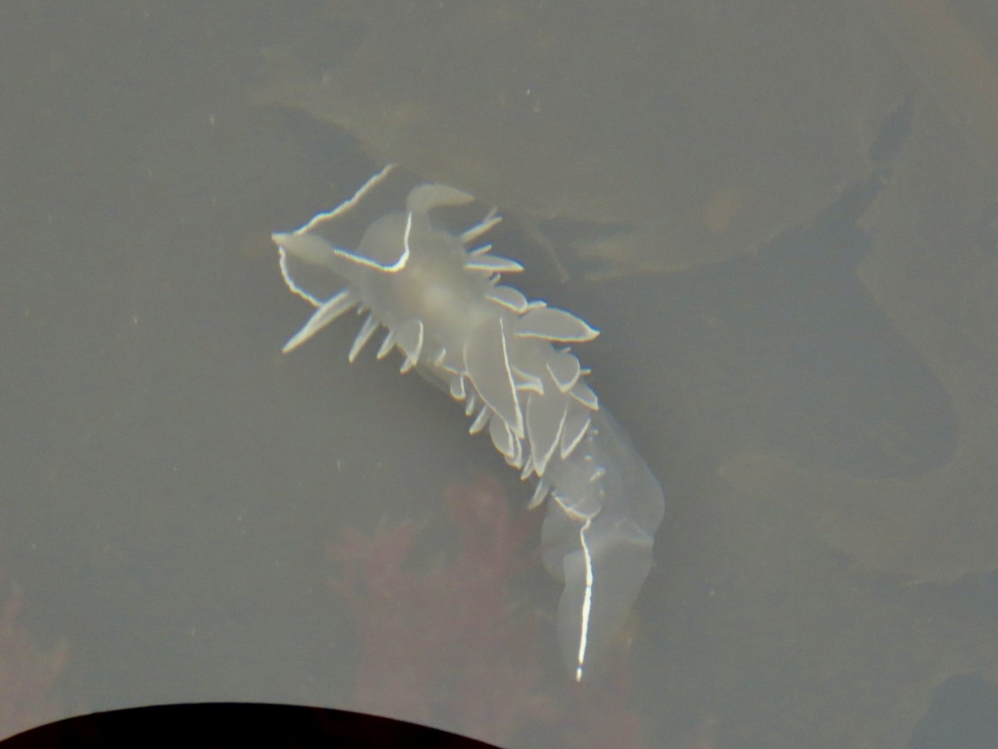 White-lined Dirona (Dirona albolineata)