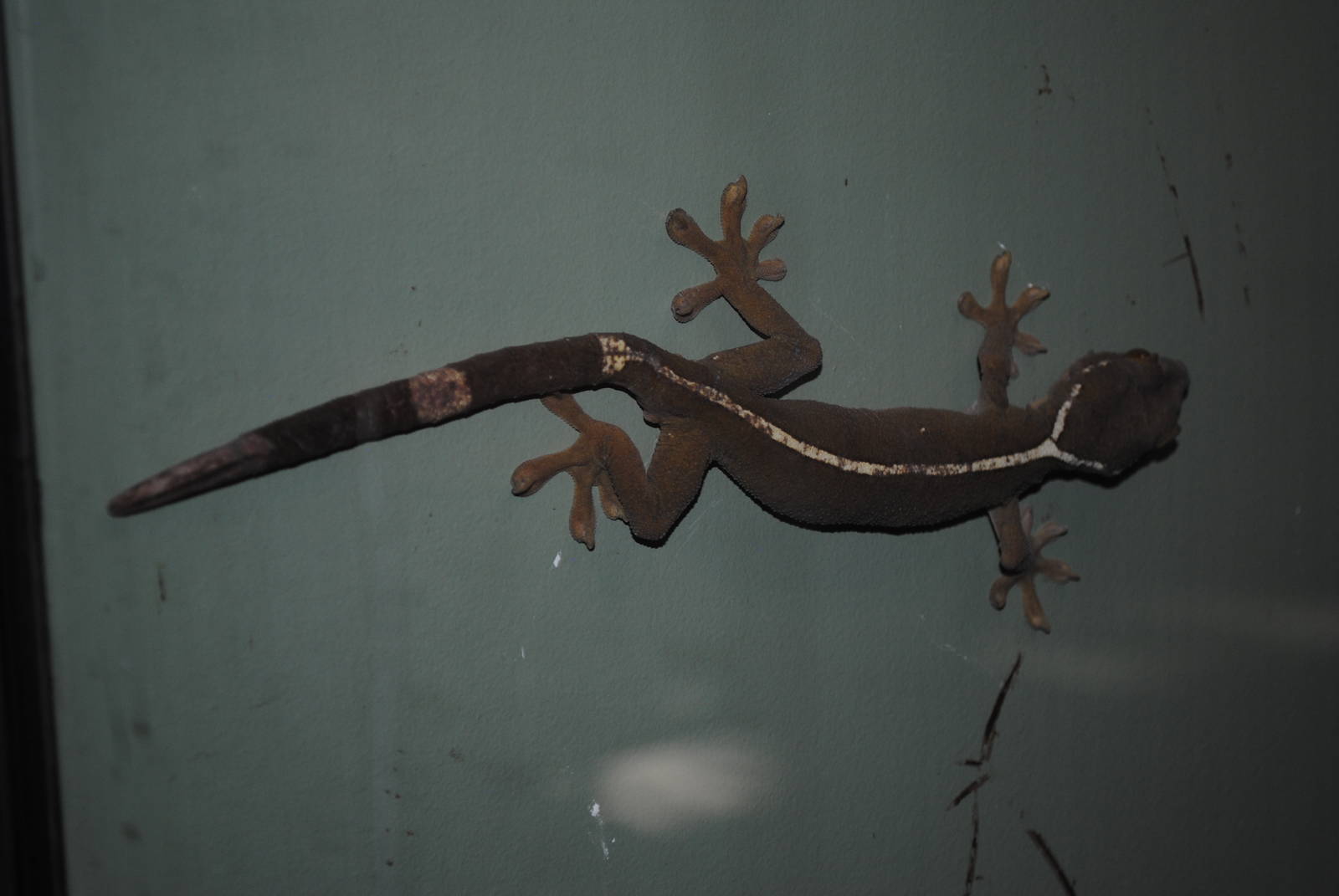 White-lined Gecko