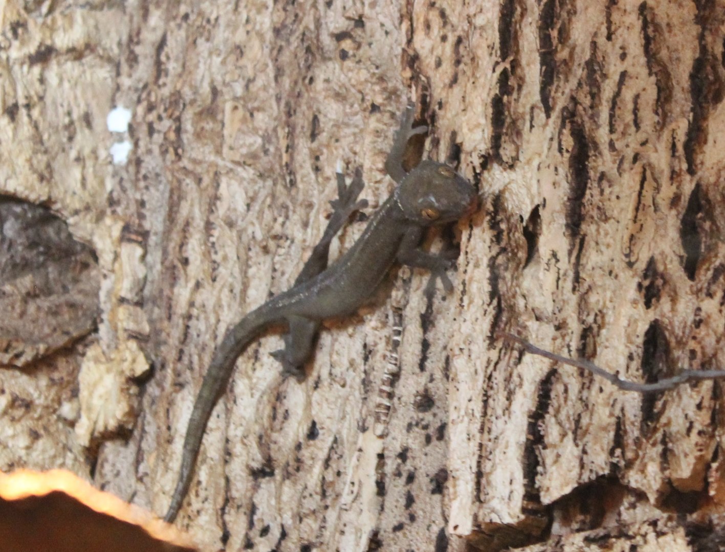White-lined gecko
