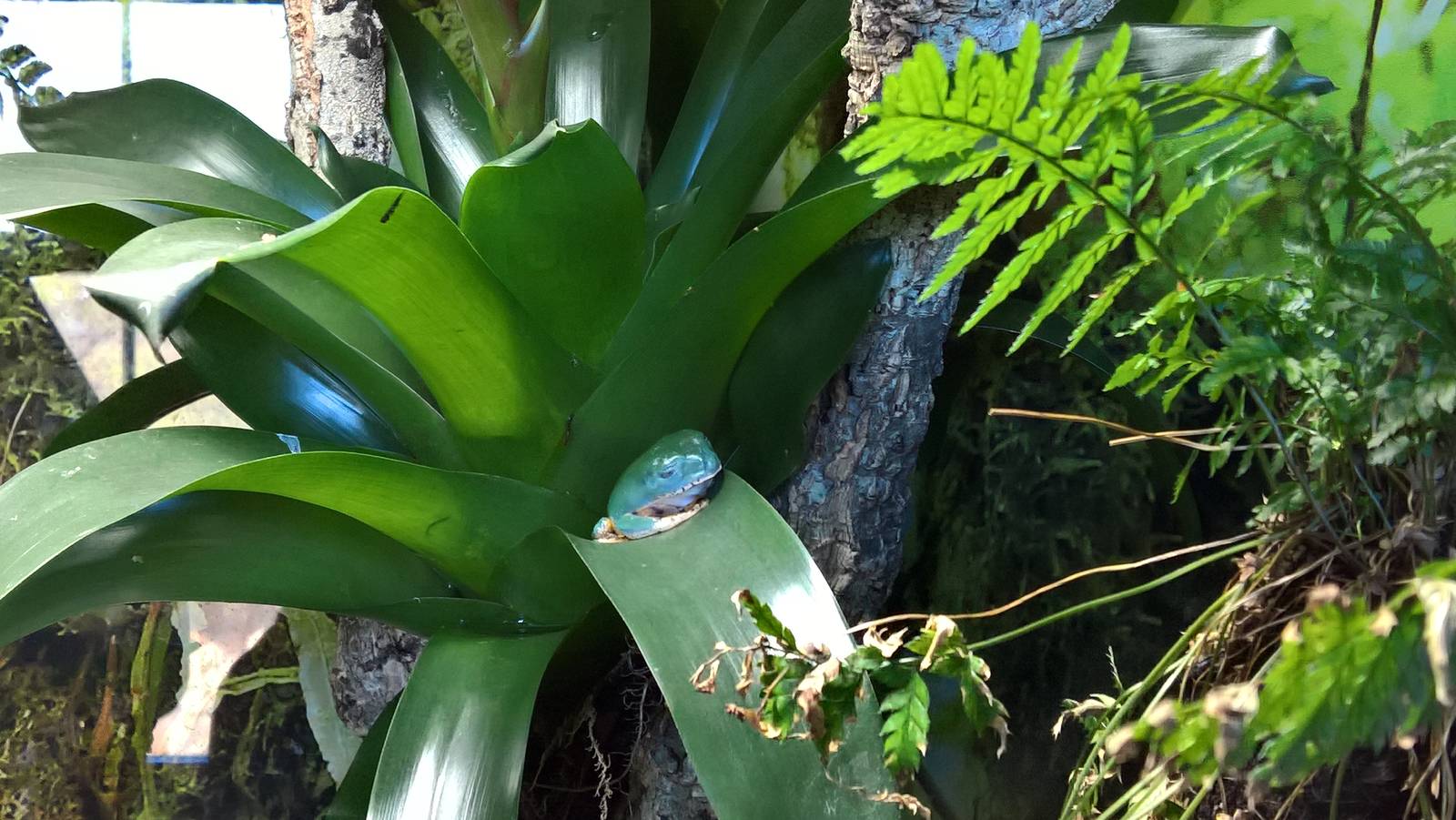 White-lined leaf frog