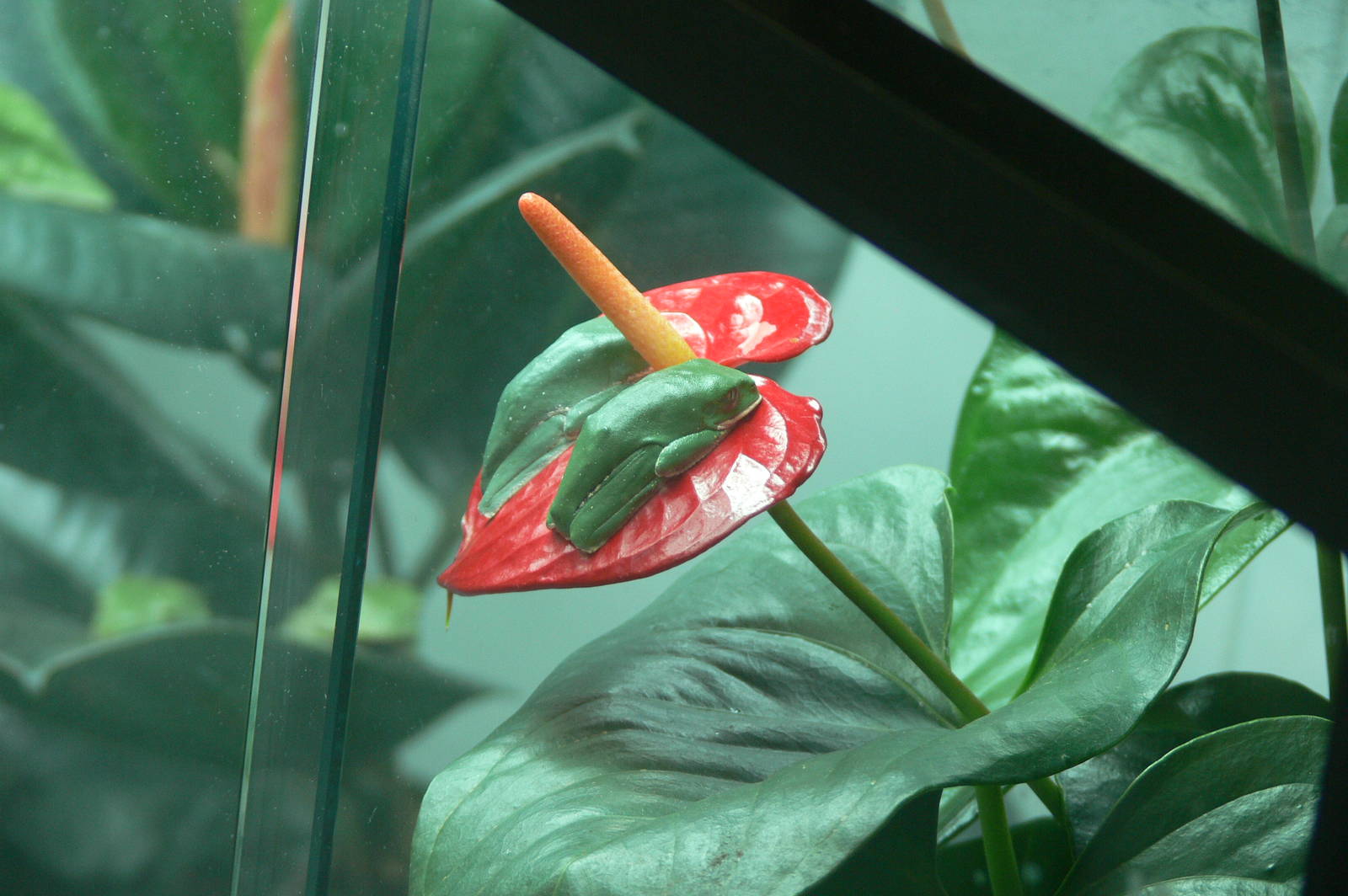 White-lined leaf Frogs at Manchester Museum, 07/0115
