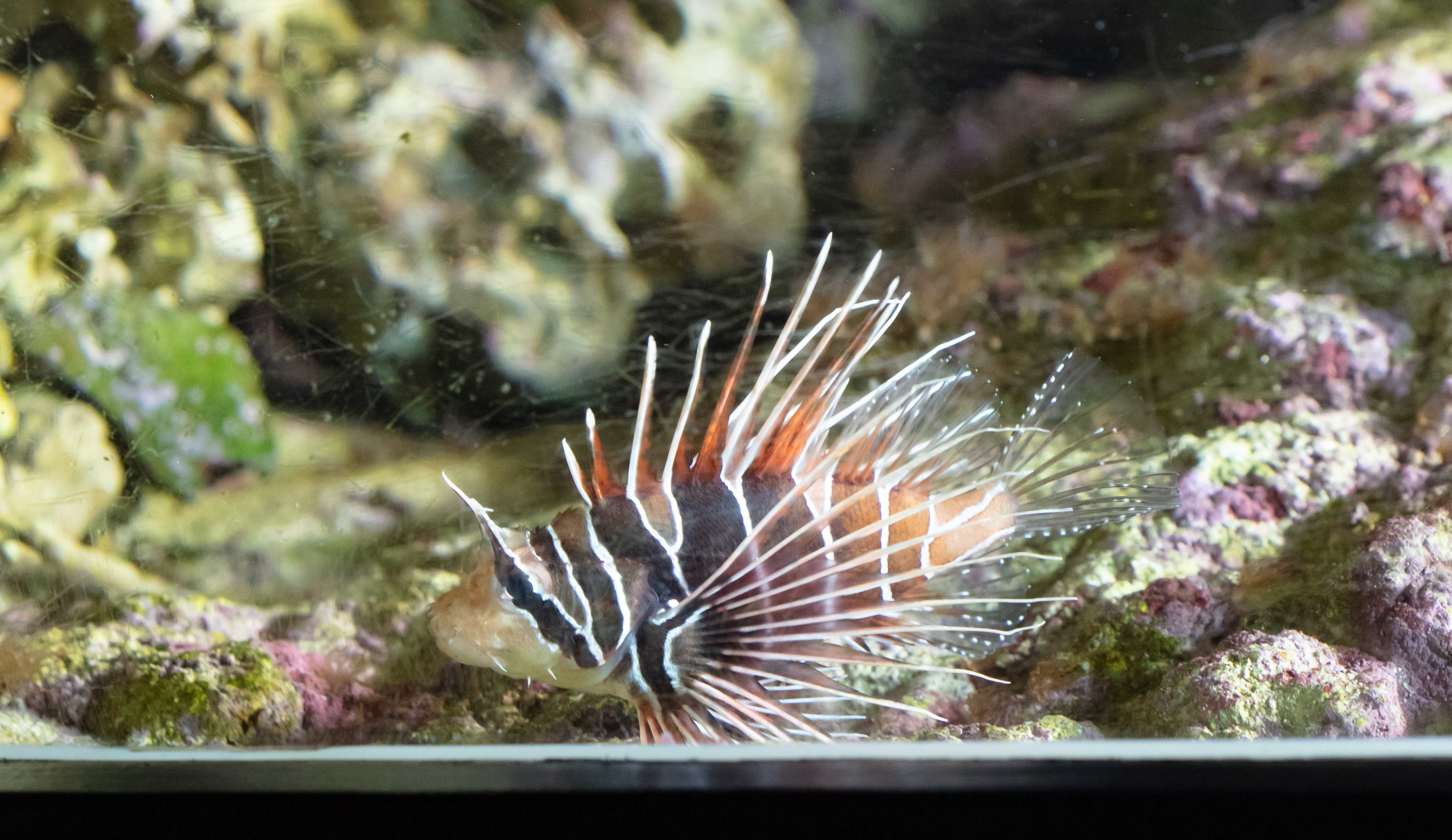 White-lined Lionfish