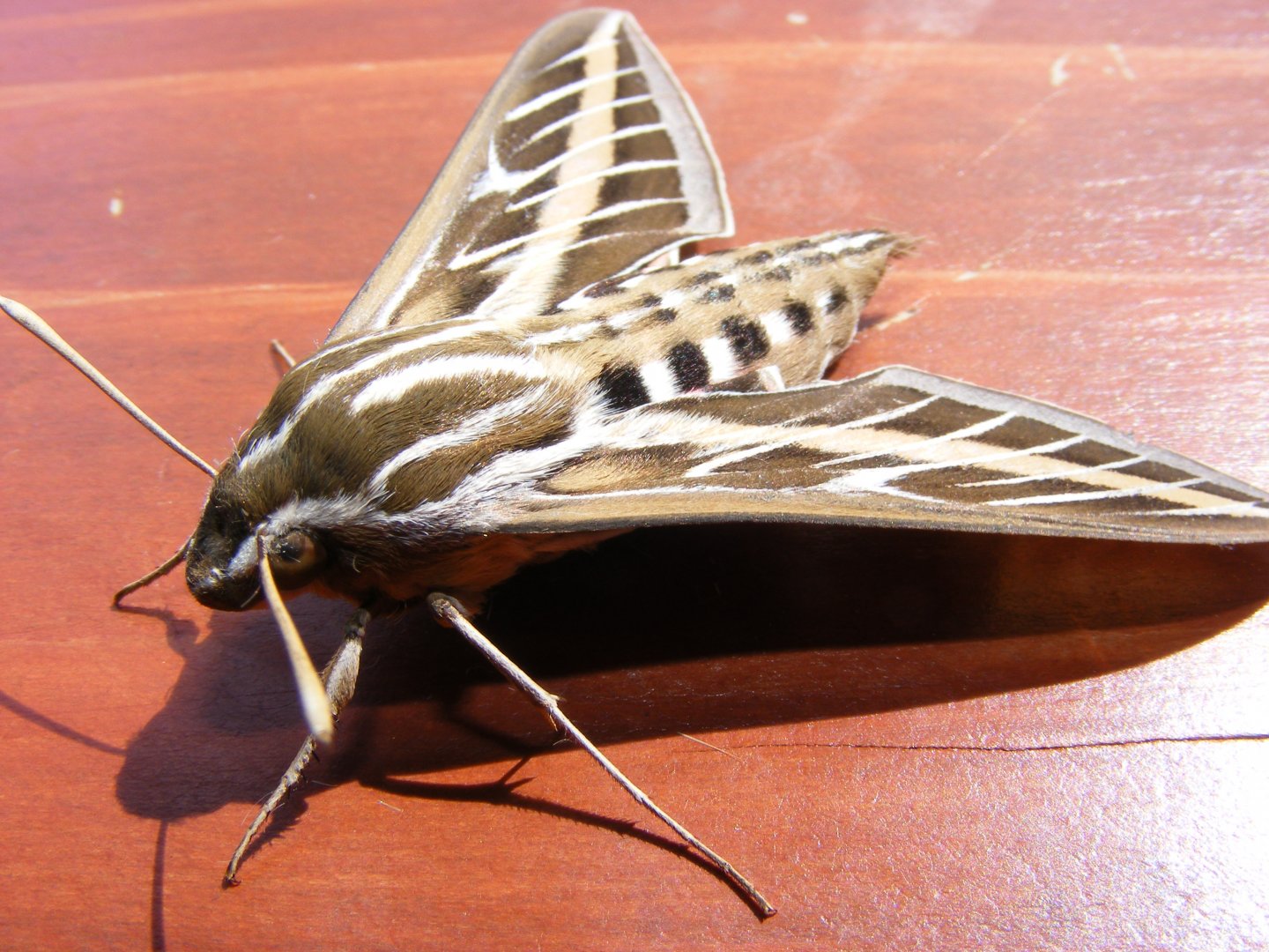 White-lined Sphinx Moth