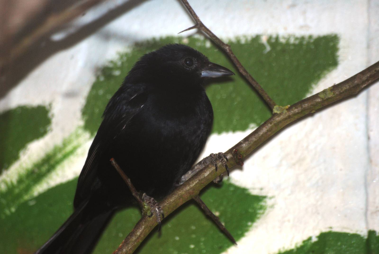 White-lined Tanager at Birdland, 05/03/11